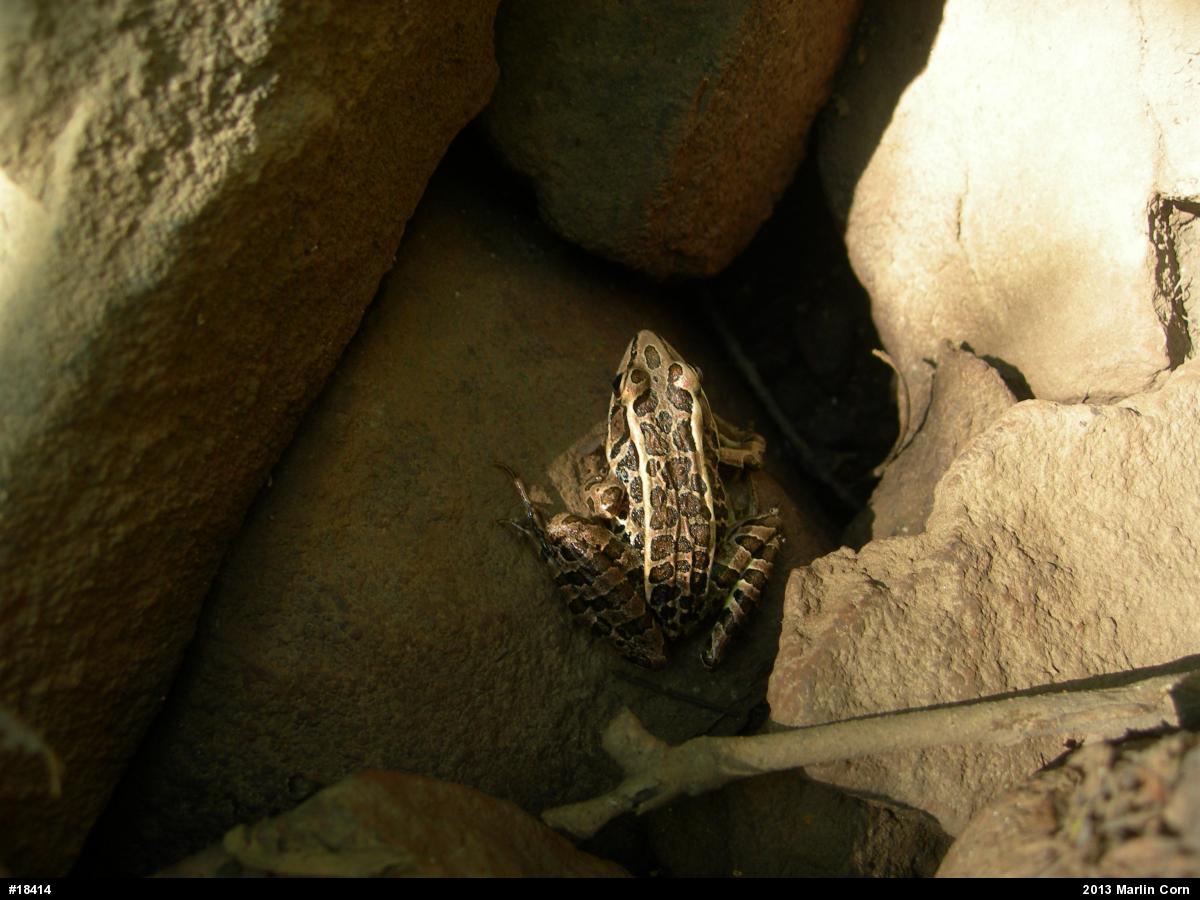 Pickerel Frog