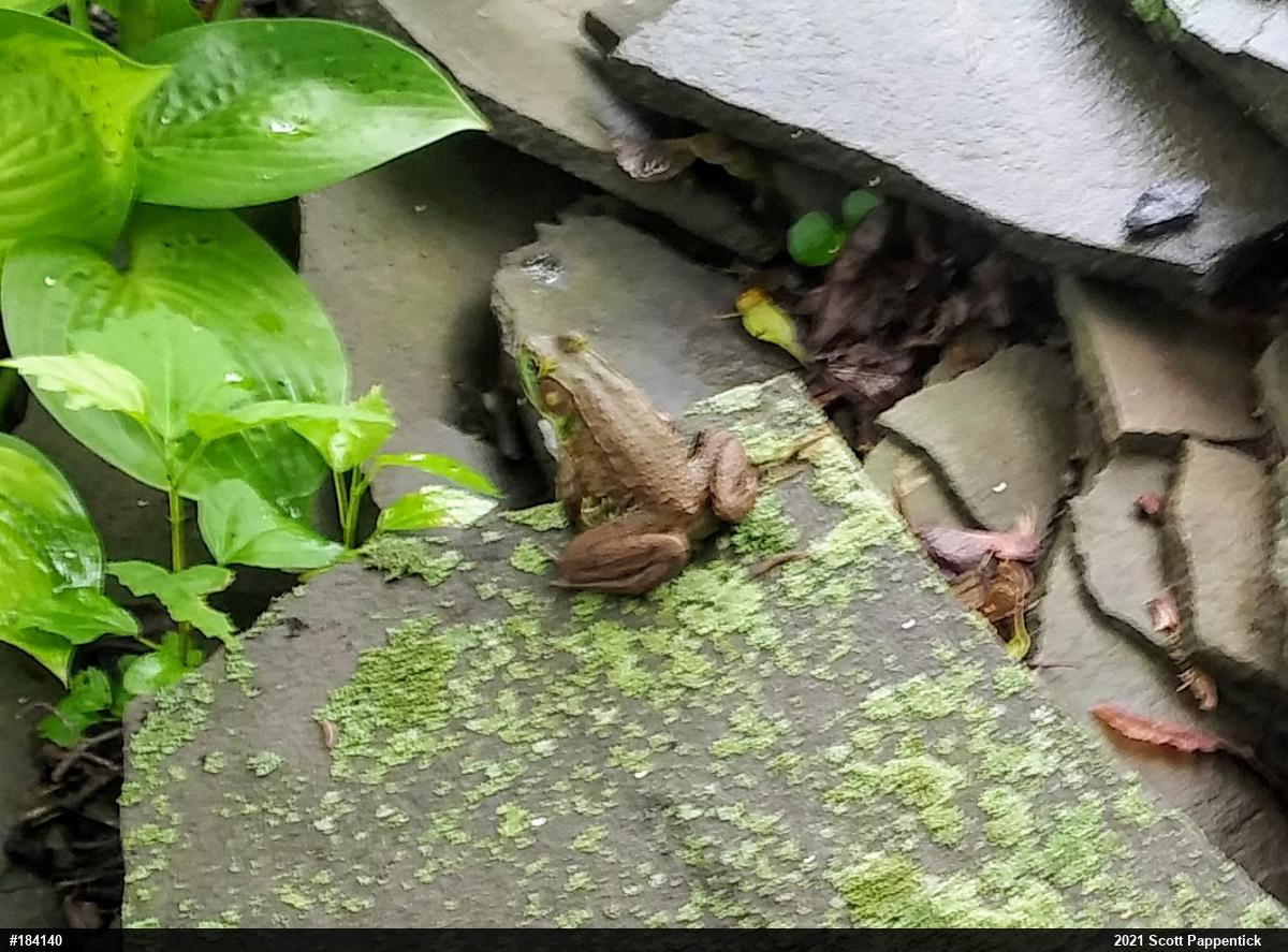 Green Frog
