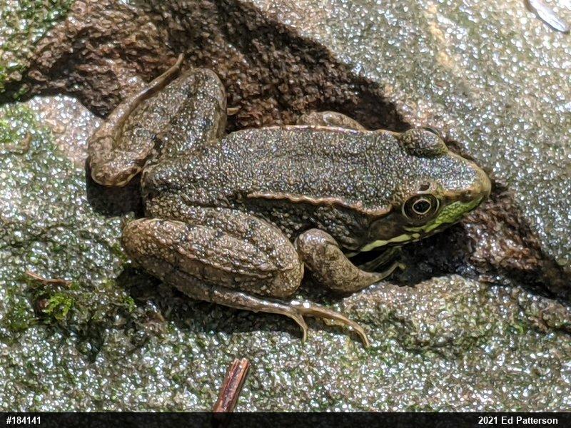 Green Frog