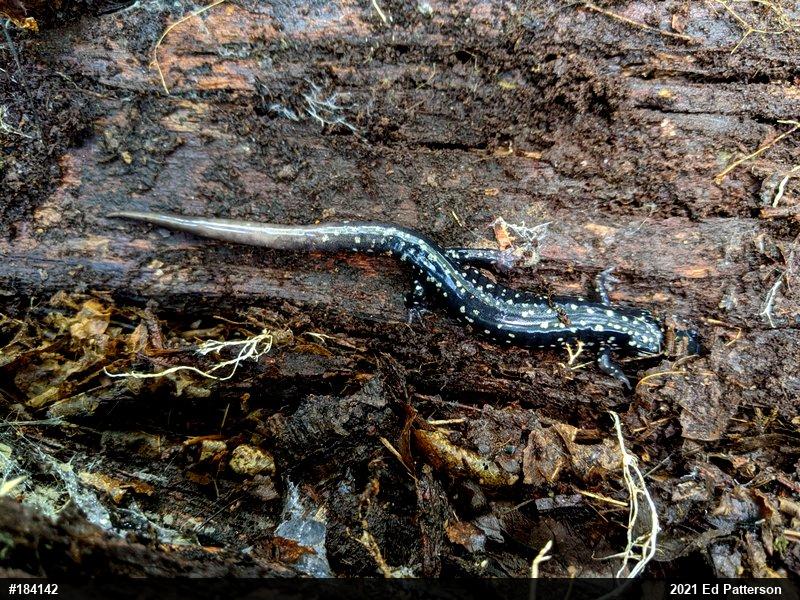 Northern Slimy Salamander