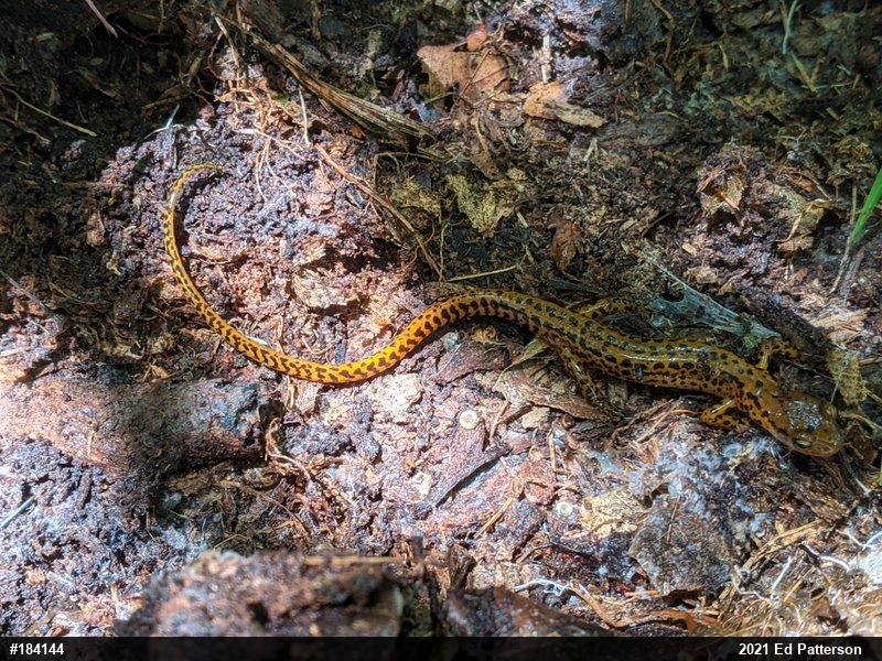 Eastern Long-tailed Salamander