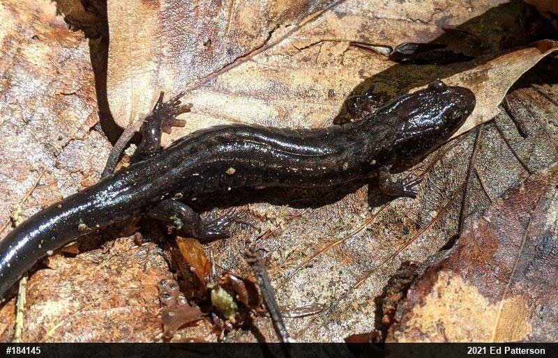 Allegheny Mountain Dusky Salamander