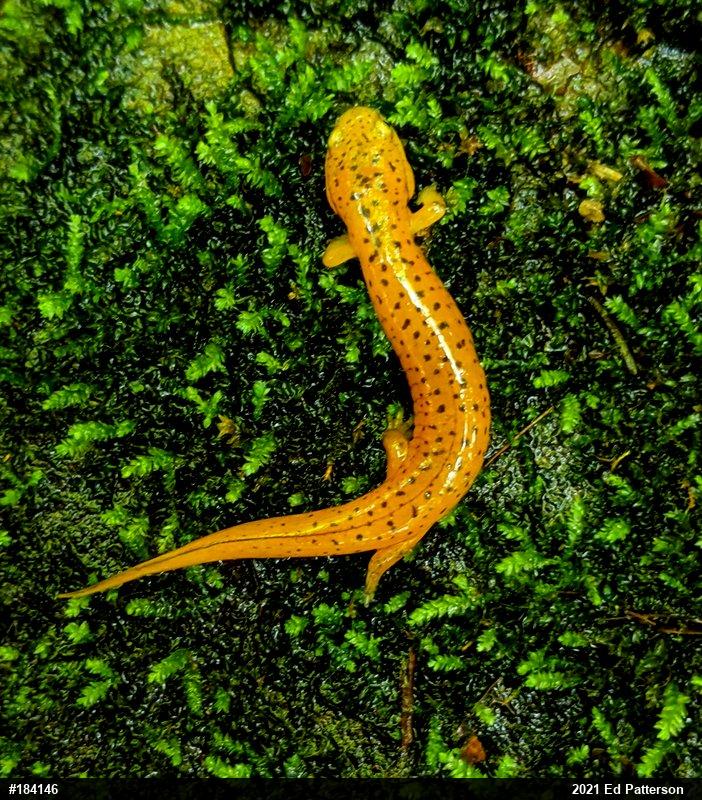 Northern Red Salamander