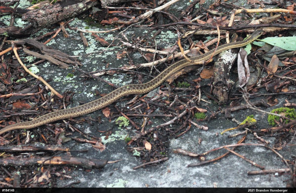 Eastern Gartersnake