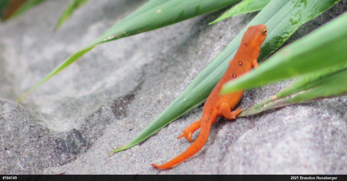 Red-spotted Newt