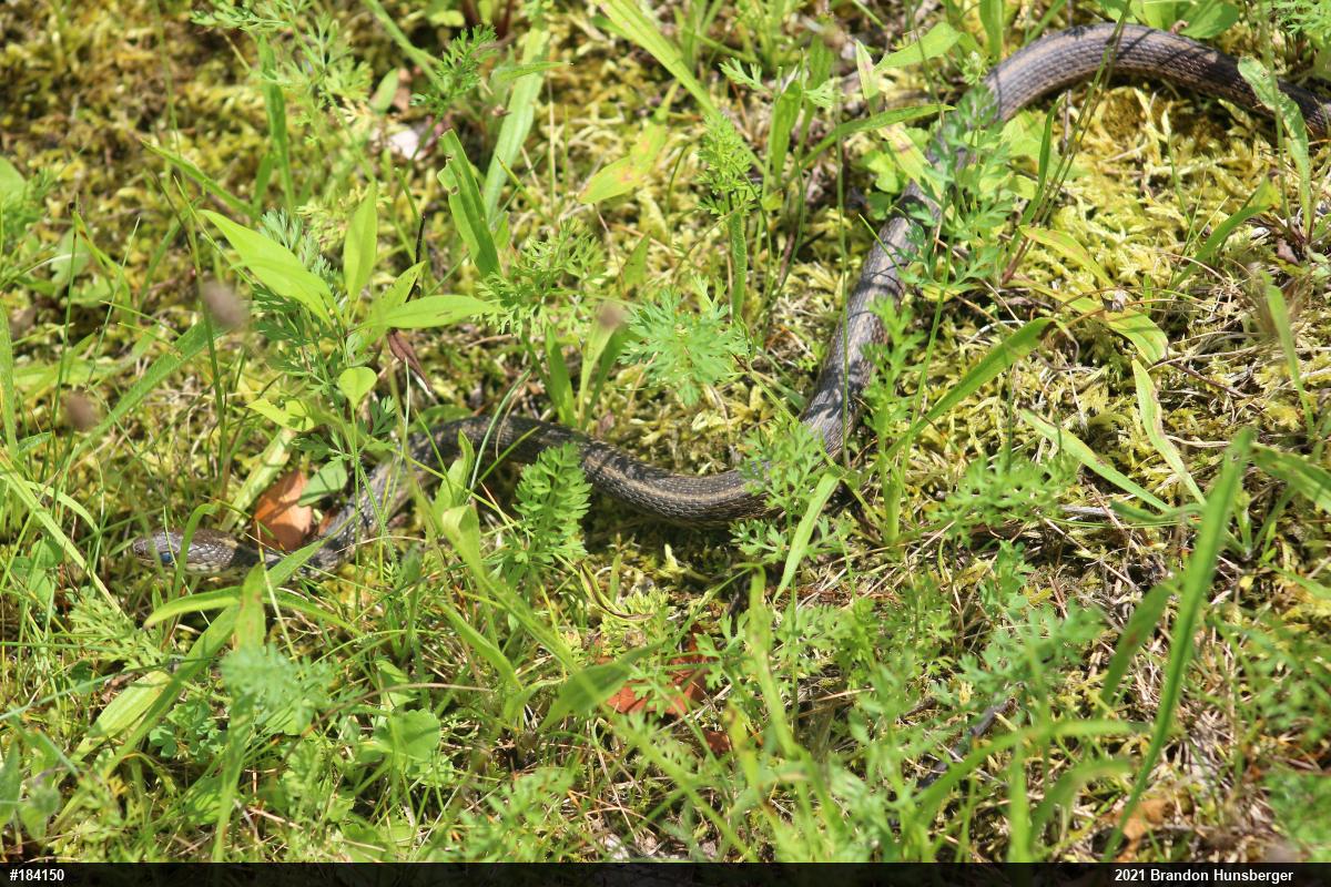 Eastern Gartersnake