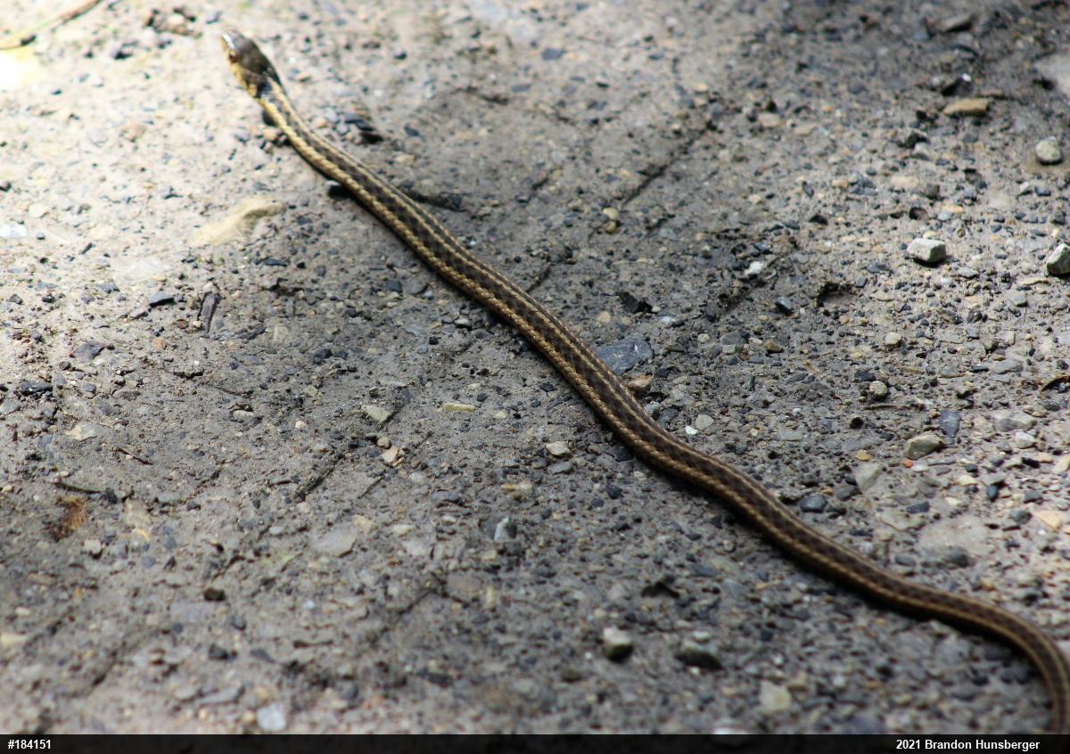 Eastern Gartersnake
