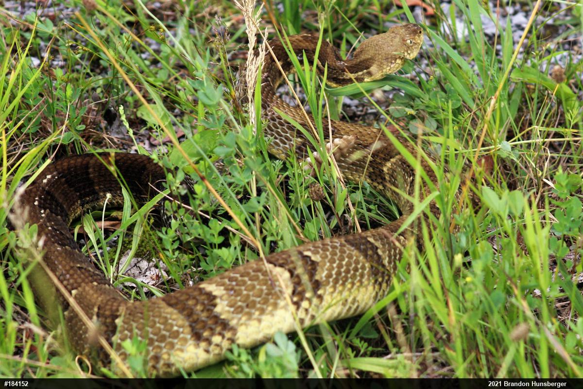 Timber Rattlesnake