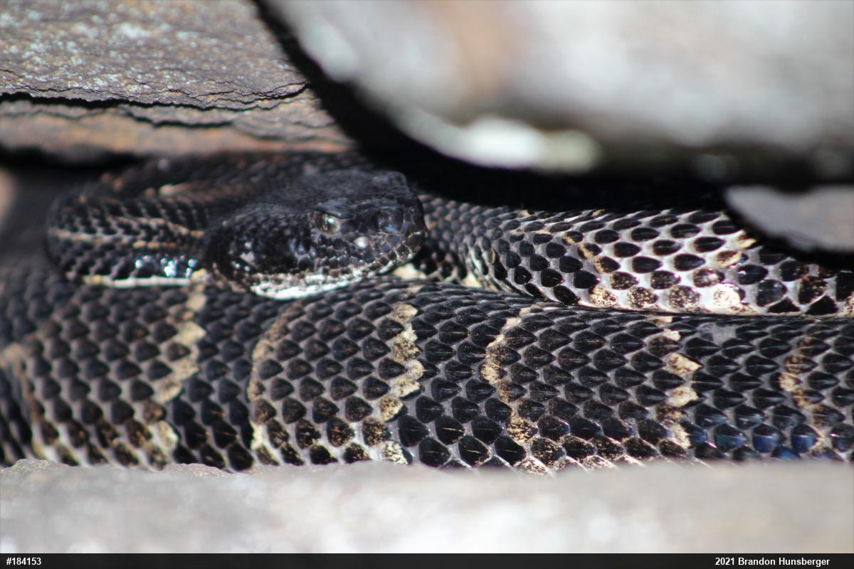 Timber Rattlesnake