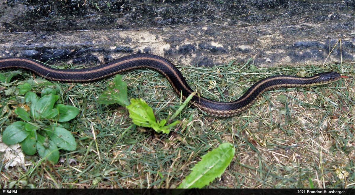 Eastern Gartersnake