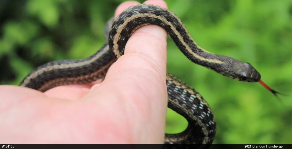 Eastern Gartersnake