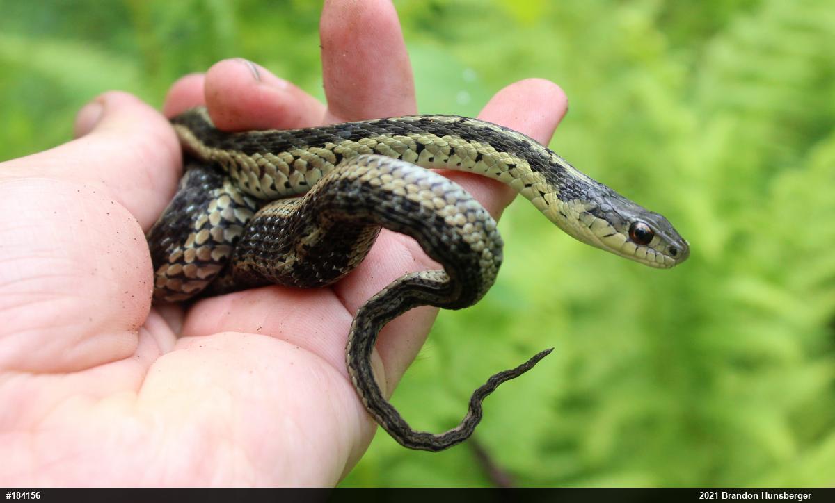 Eastern Gartersnake