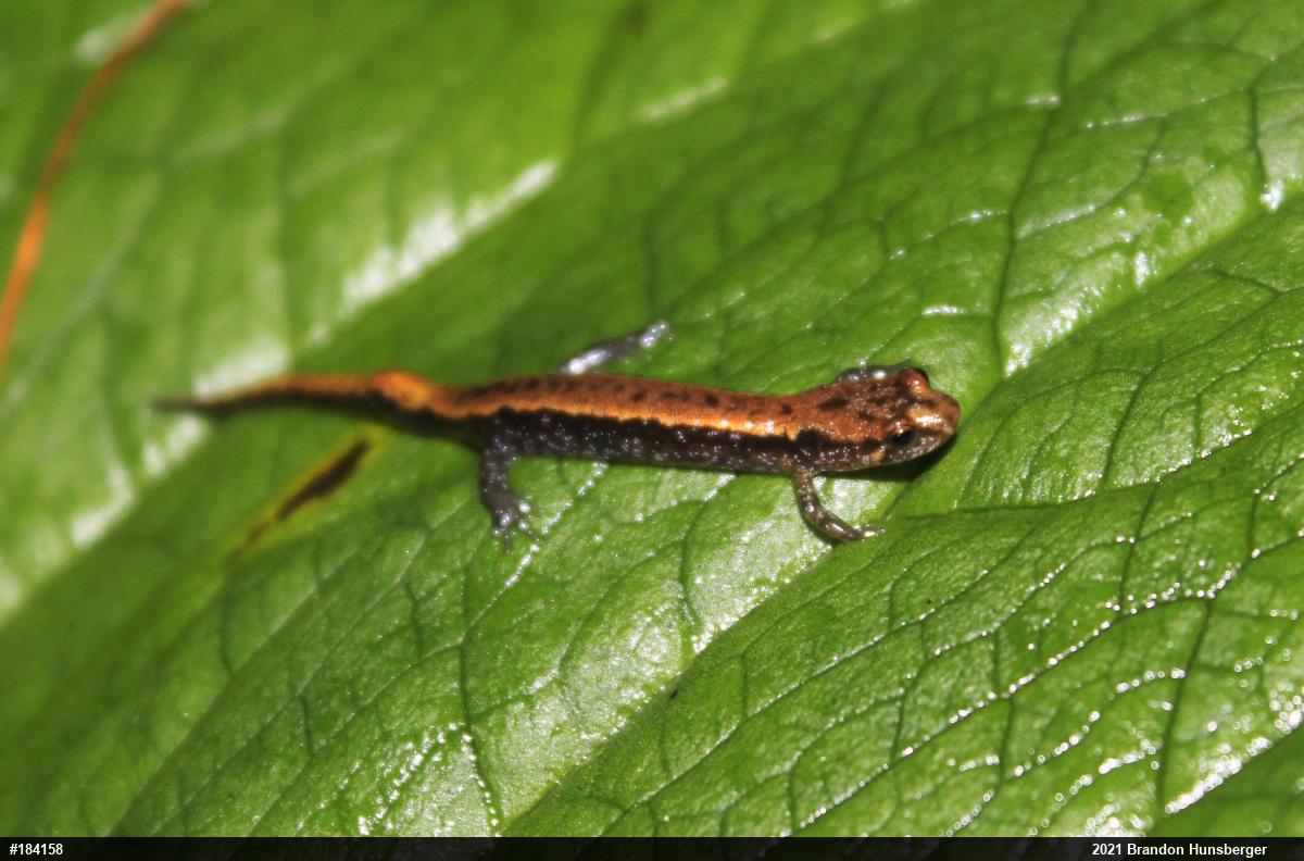 Allegheny Mountain Dusky Salamander