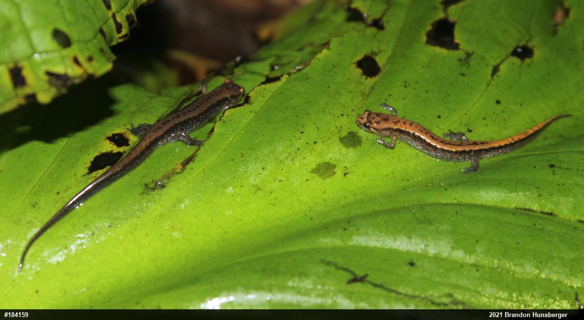 Allegheny Mountain Dusky Salamander