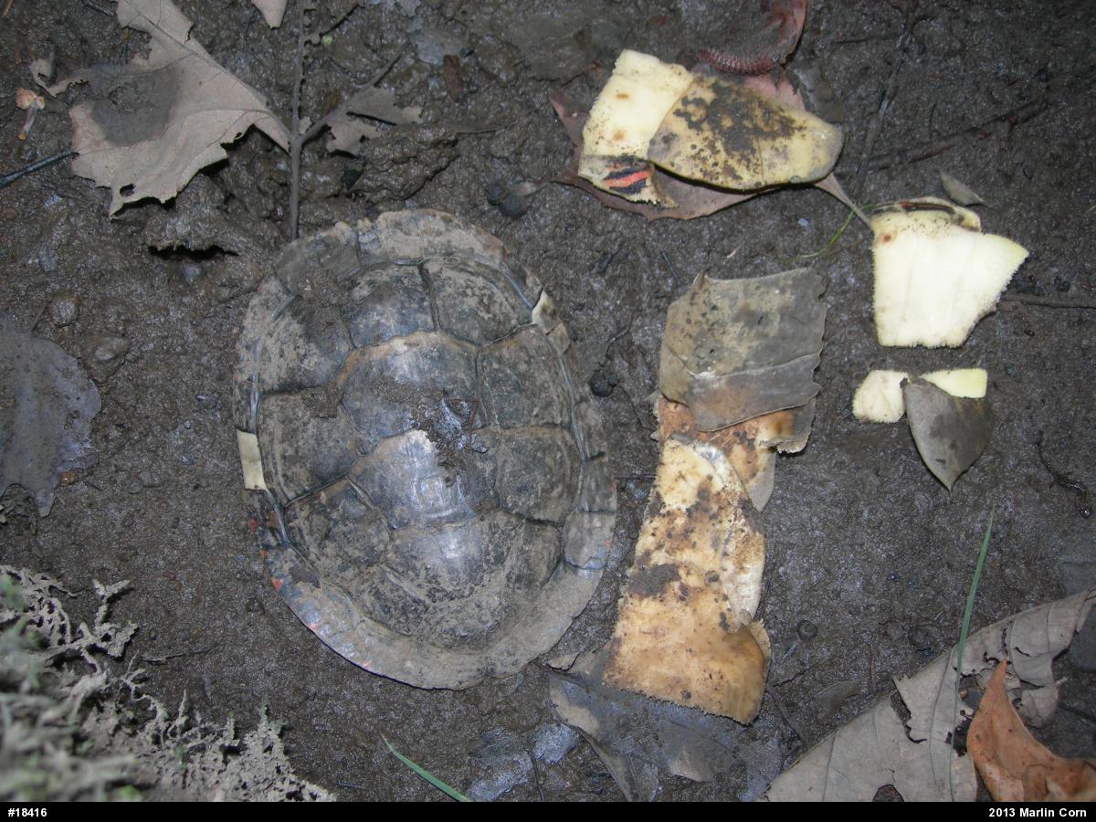 Painted Turtle