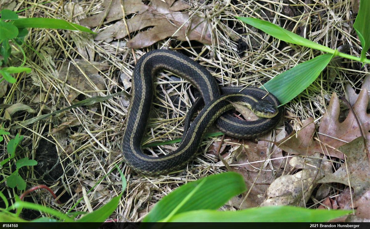 Eastern Gartersnake