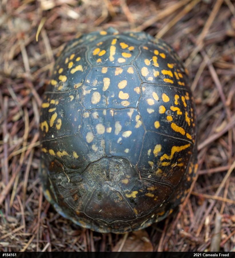 Eastern Box Turtle