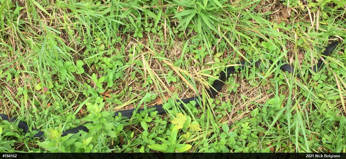 Eastern Ratsnake