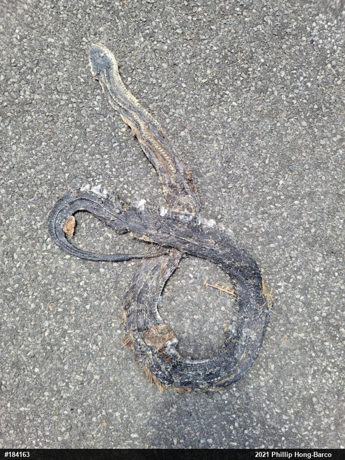 Eastern Ratsnake