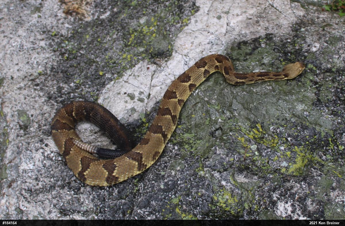 Timber Rattlesnake