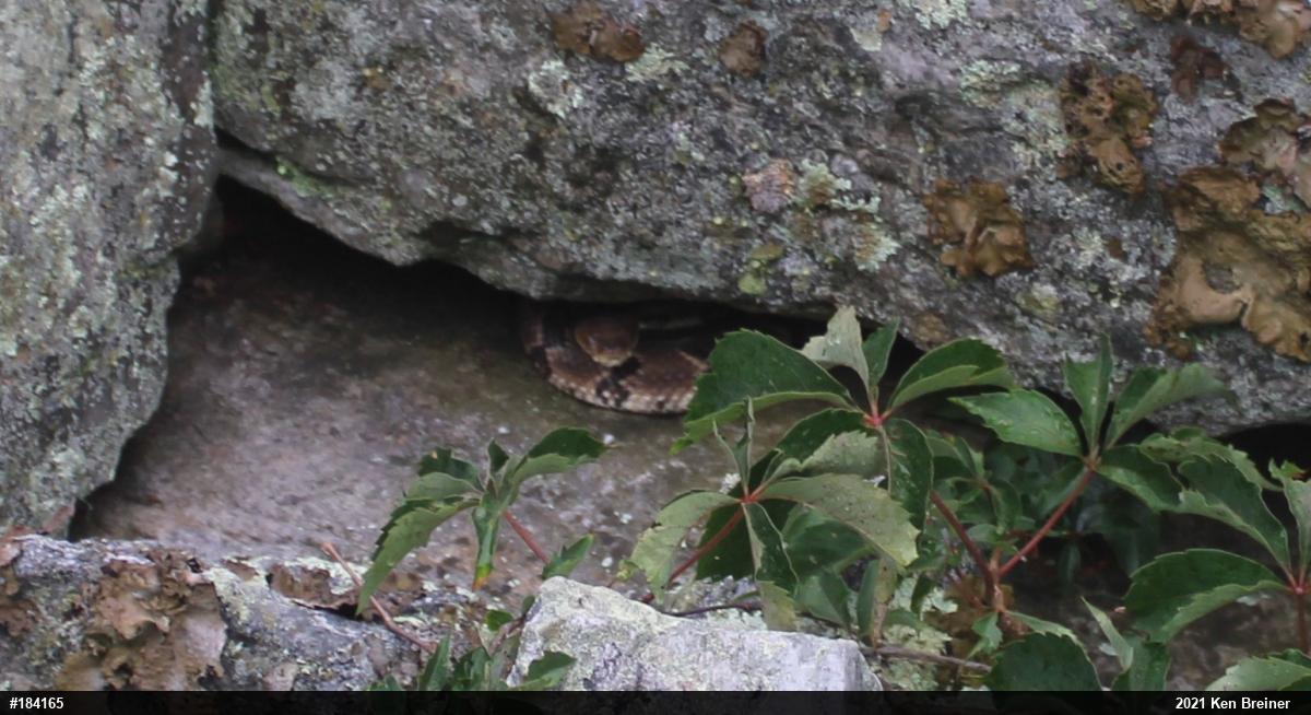 Timber Rattlesnake