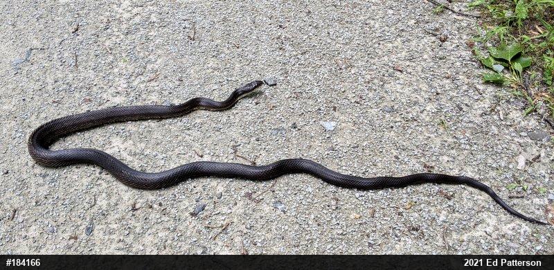 Eastern Ratsnake