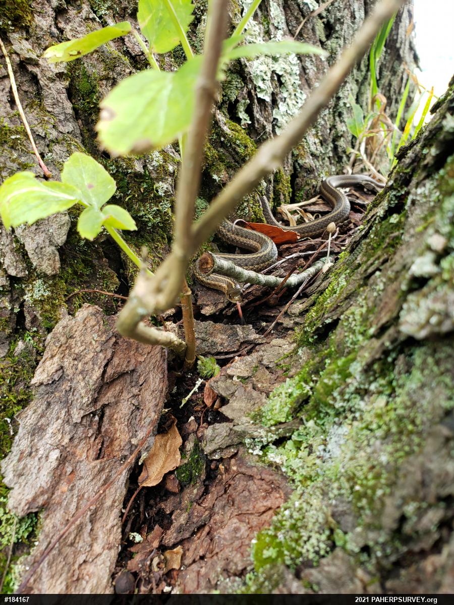 Shorthead Gartersnake