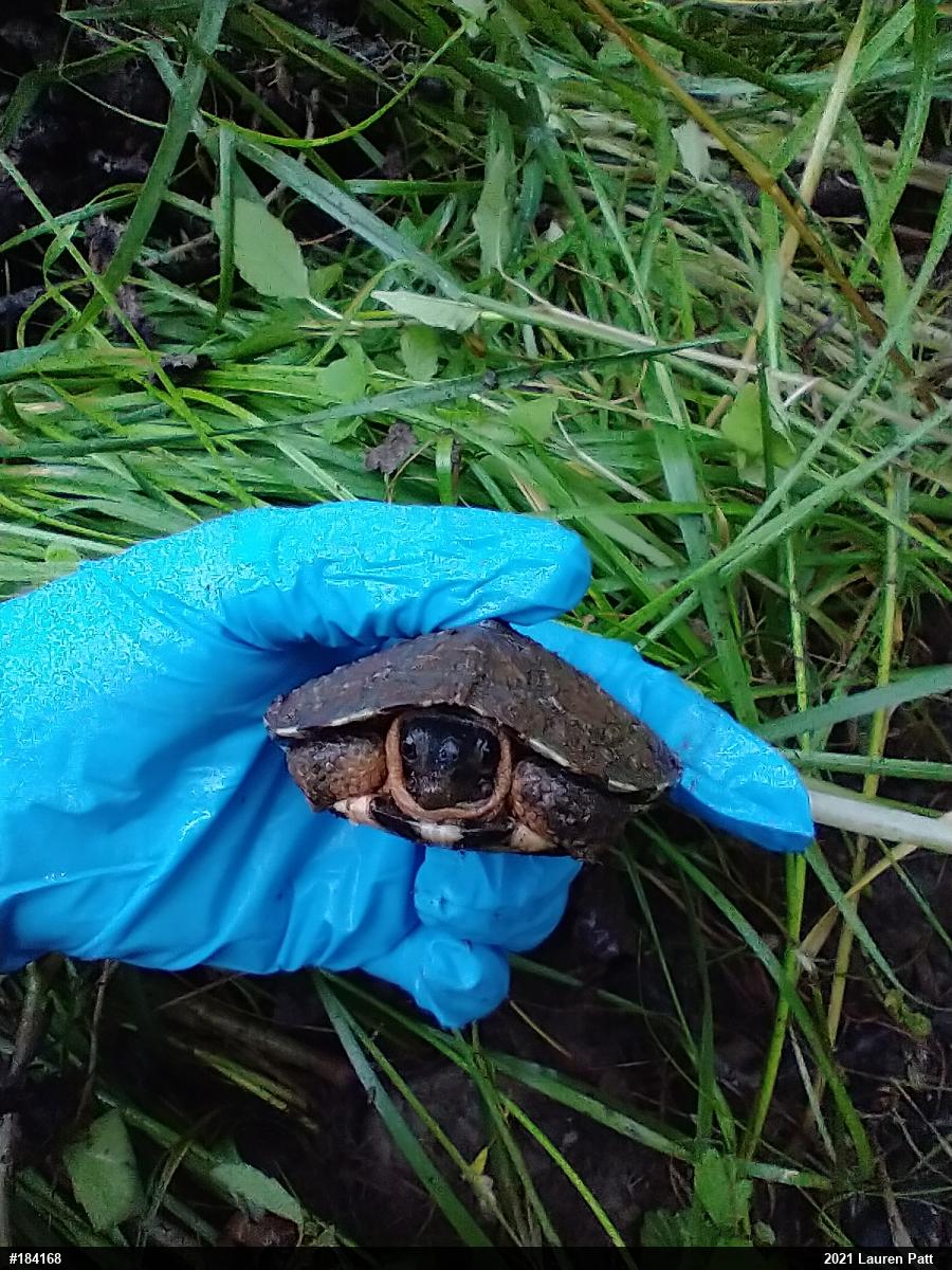 Wood Turtle