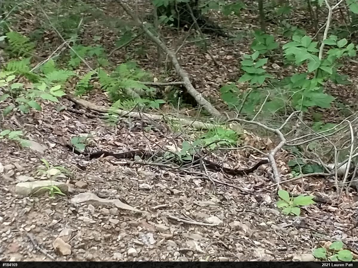Timber Rattlesnake