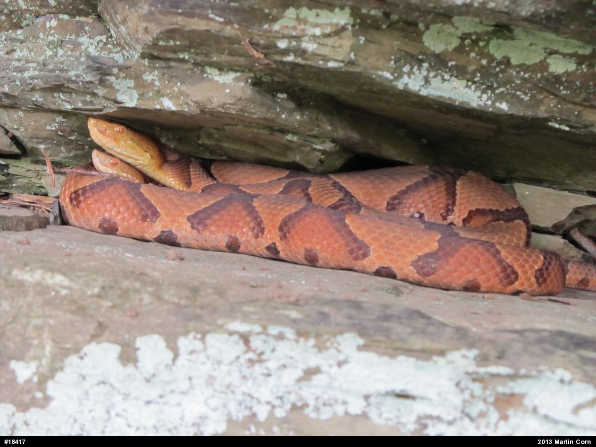 Northern Copperhead