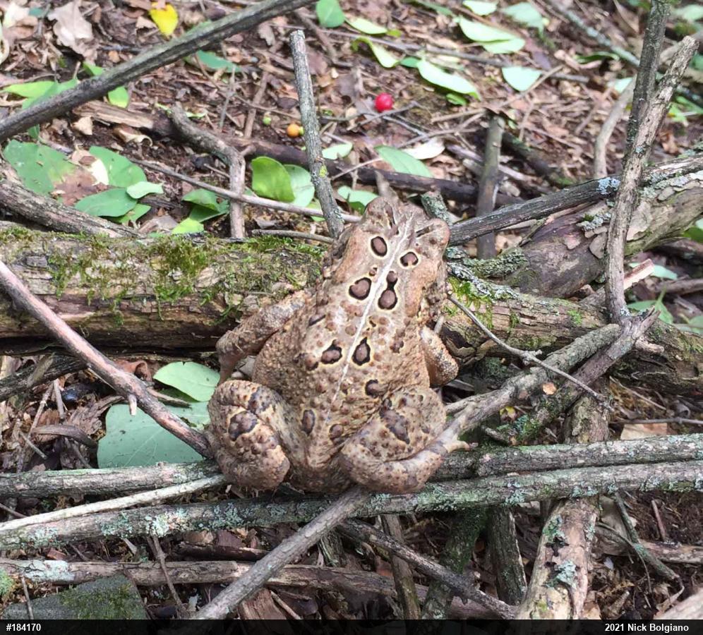 Eastern American Toad