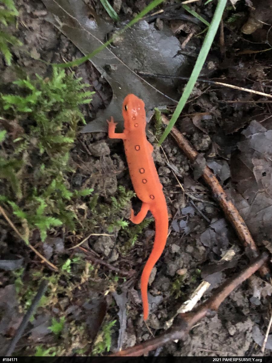 Red-spotted Newt