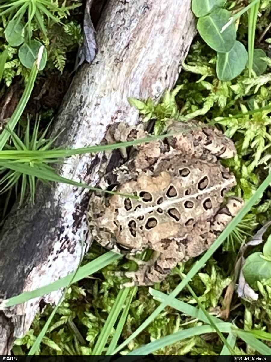 Eastern American Toad