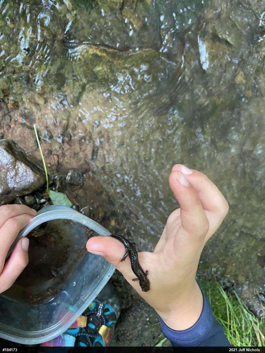 Dusky Salamanders