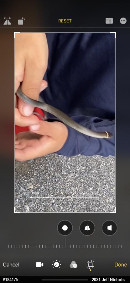 Northern Ring-necked Snake