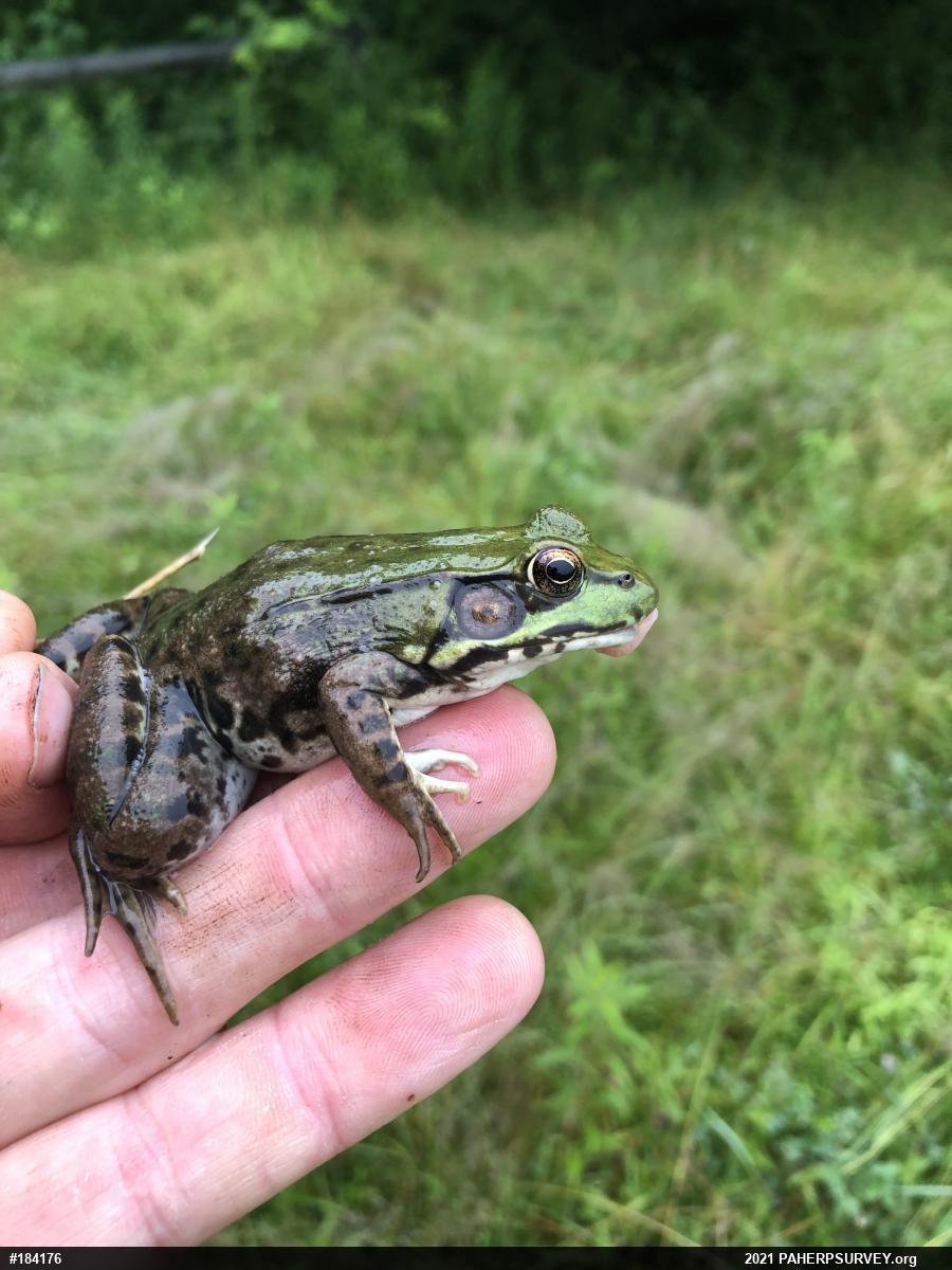 Green Frog