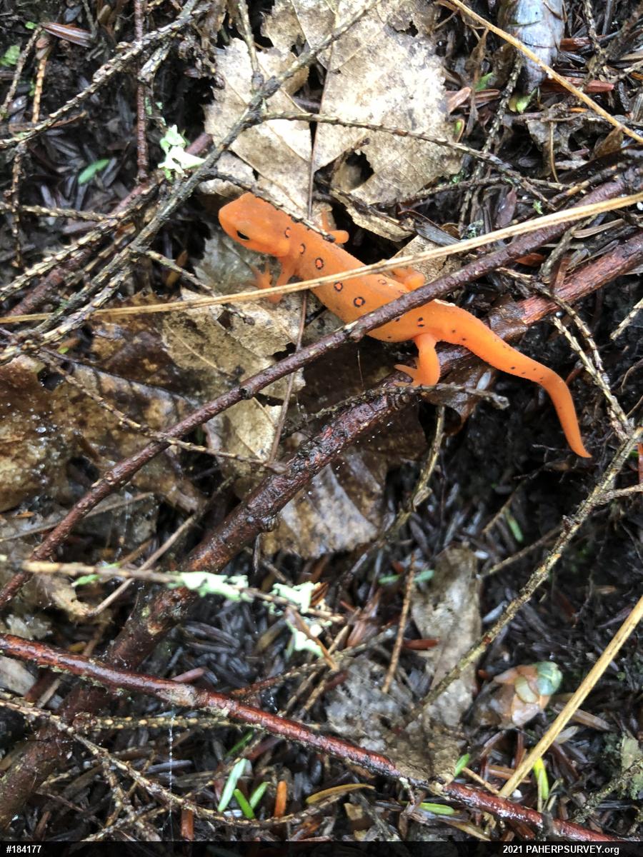 Red-spotted Newt