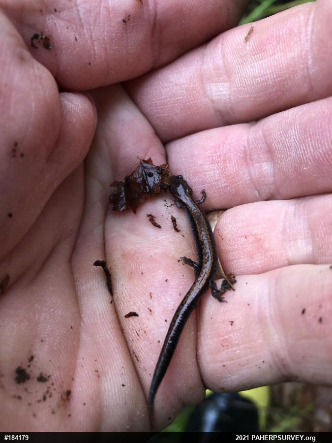 Eastern Red-backed  Salamander