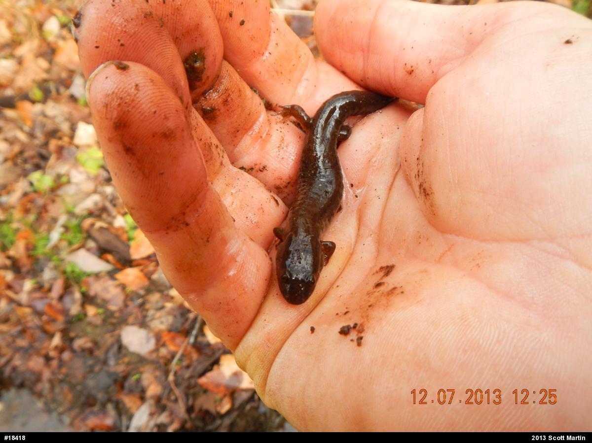 Northern Dusky Salamander