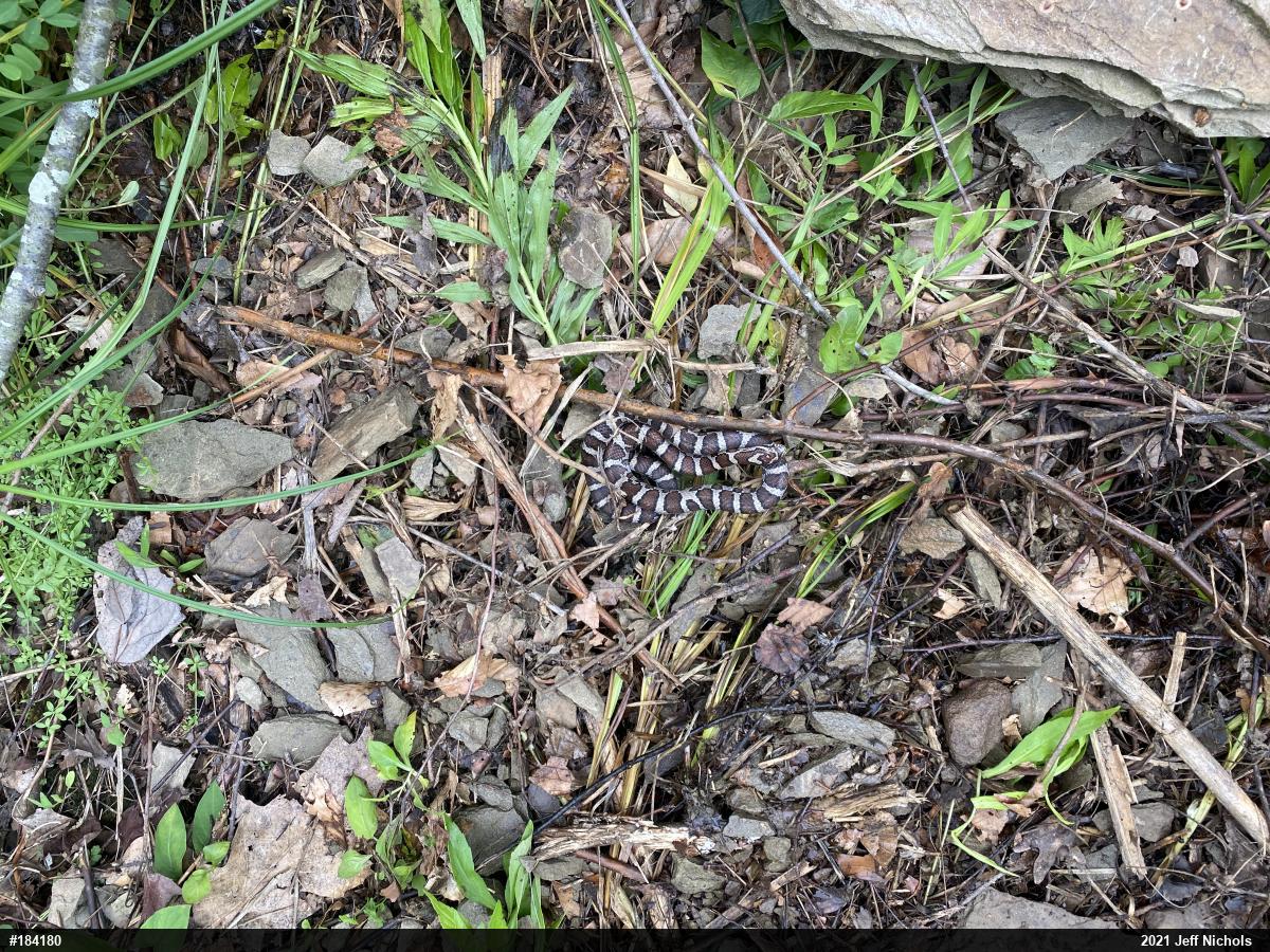 Eastern Milksnake
