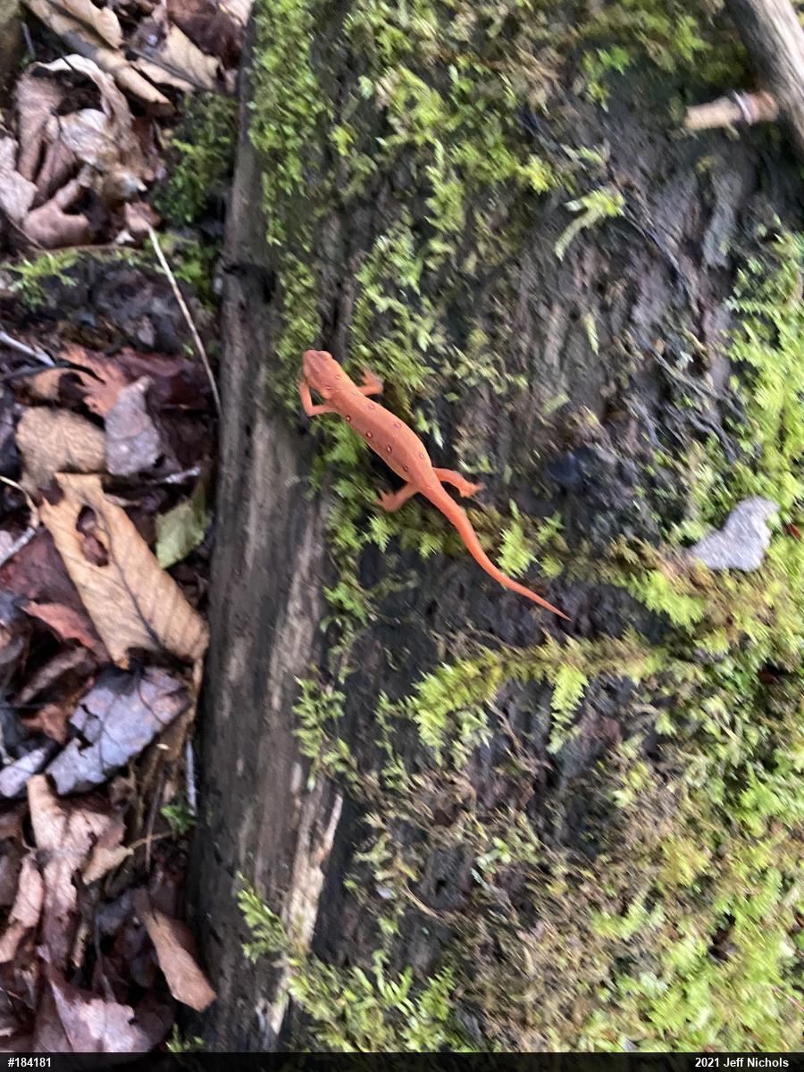 Red-spotted Newt