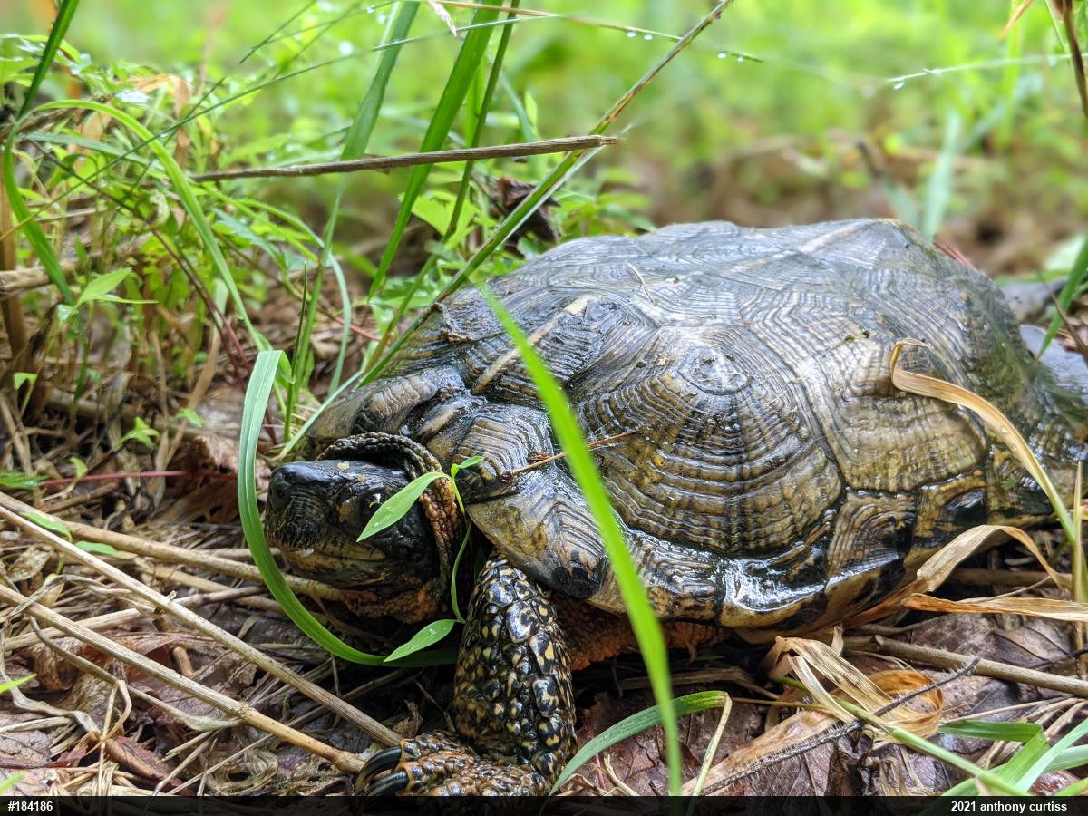 Wood Turtle