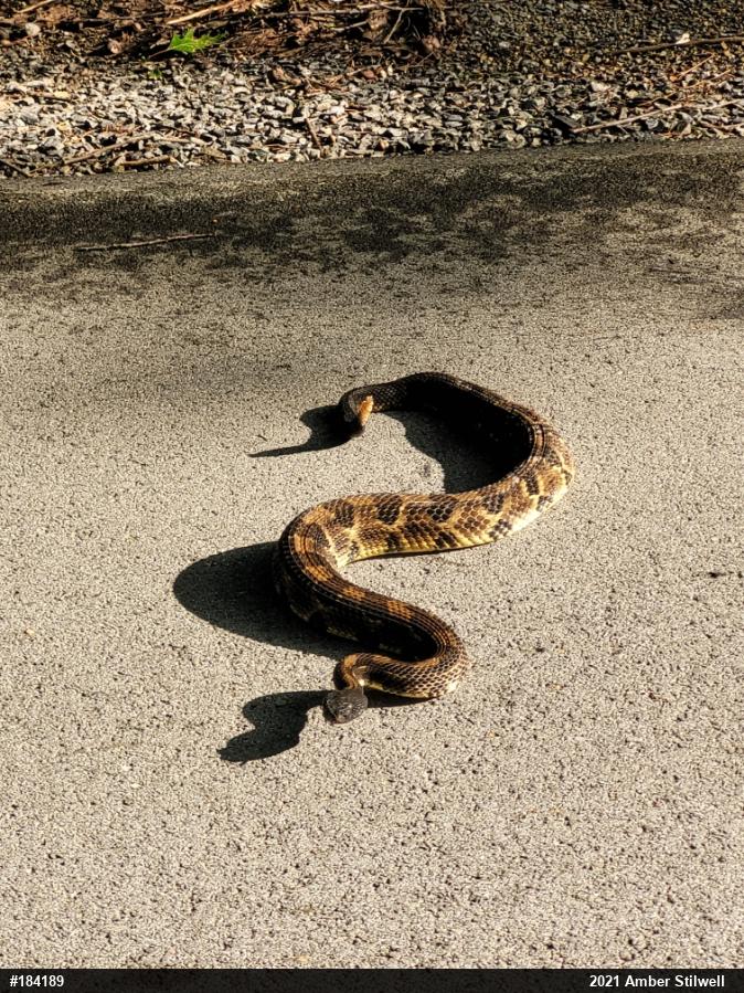 Timber Rattlesnake