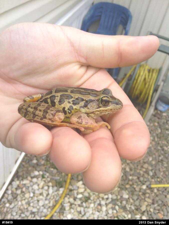 Pickerel Frog