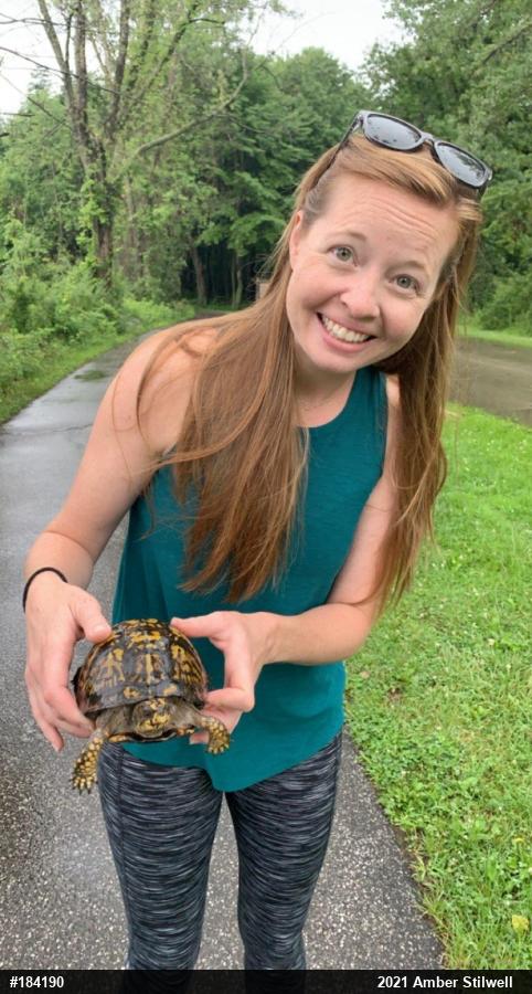 Eastern Box Turtle