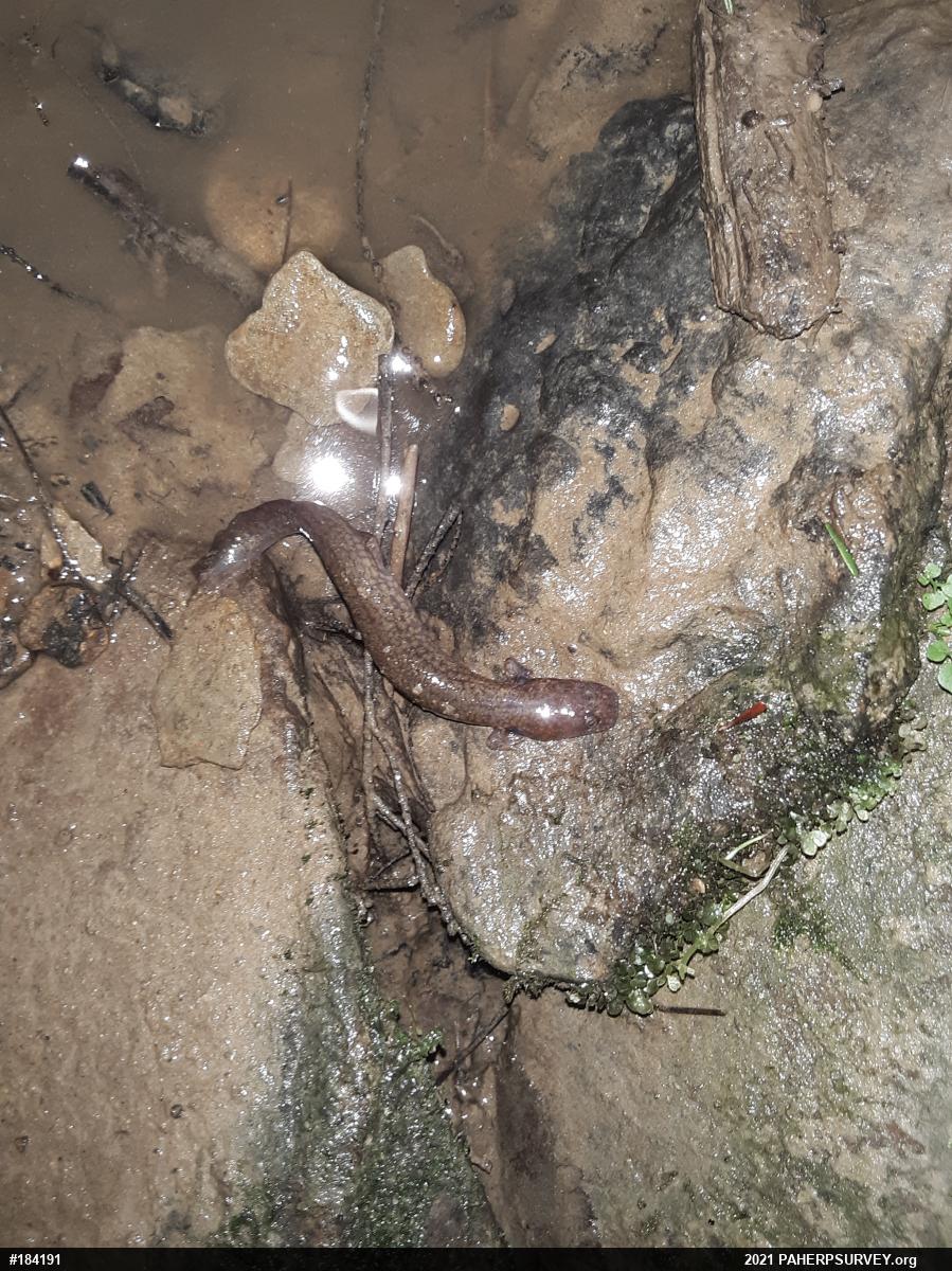 Northern Spring Salamander