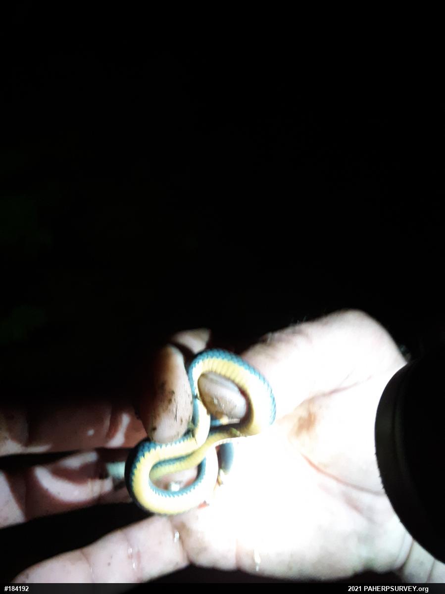 Northern Ring-necked Snake