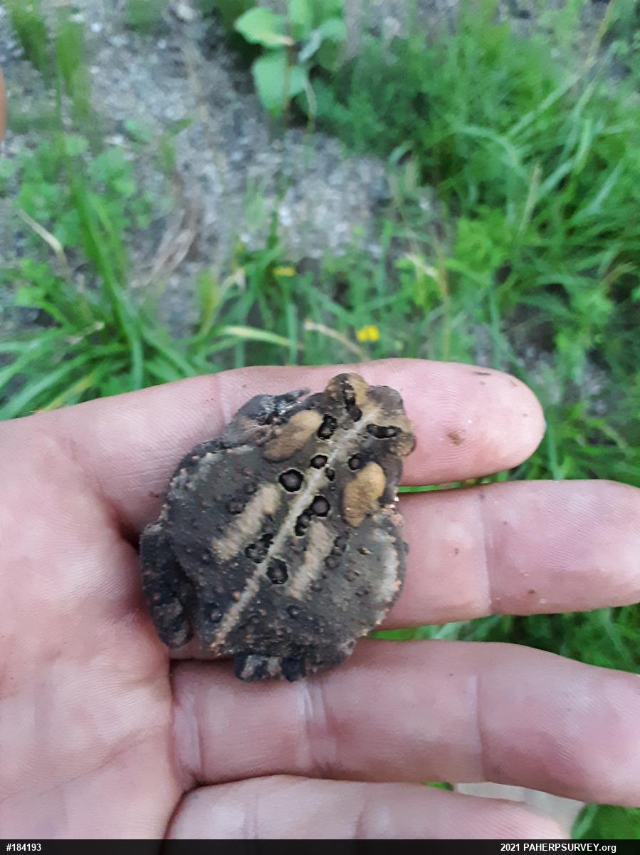 Eastern American Toad