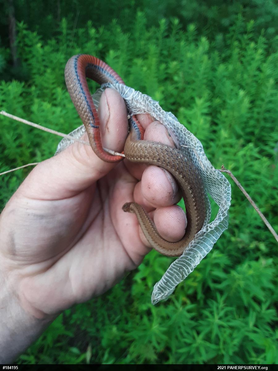 Red-bellied Snake