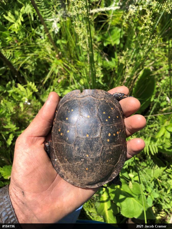 Spotted Turtle
